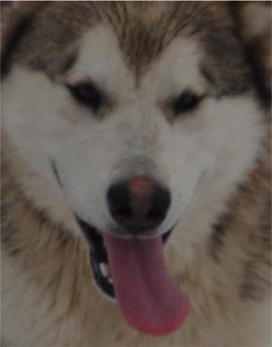 Hudsons Malamutes - Knut