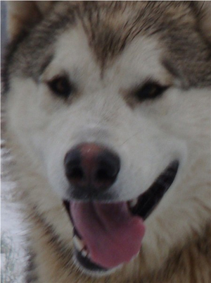 Hudsons Malamutes - Knut