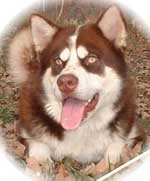Hudsons Malamutes - Kodak