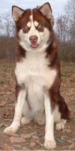 Hudsons Malamutes - Kodak