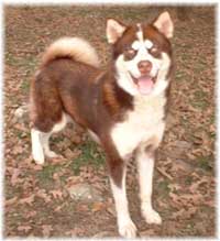 Hudsons Malamutes - Kodak