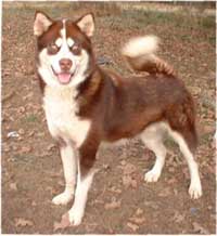 Hudsons Malamutes - Kodak