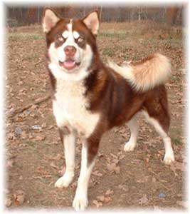 Hudsons Malamutes - Kodak