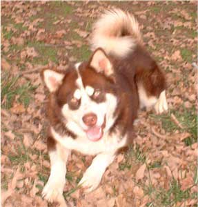 Hudsons Malamutes - Kodak
