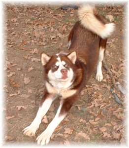 Hudsons Malamutes - Kodak