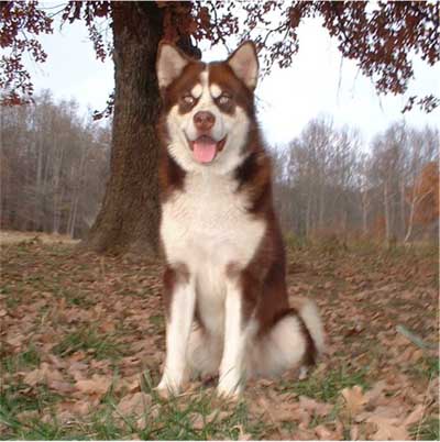 Hudsons Malamutes - Kodak
