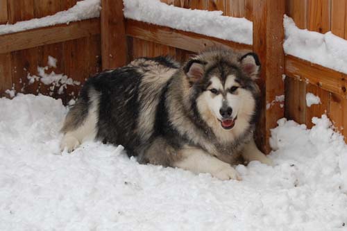 Hudsons Malamutes - Kodiak