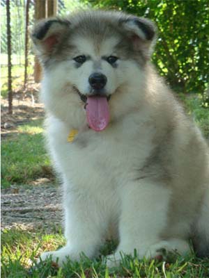 Hudsons Malamutes - Kodiak