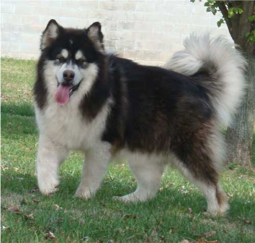 Hudsons Malamutes - Kohbi