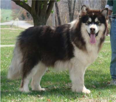 Hudsons Malamutes - Kohbi