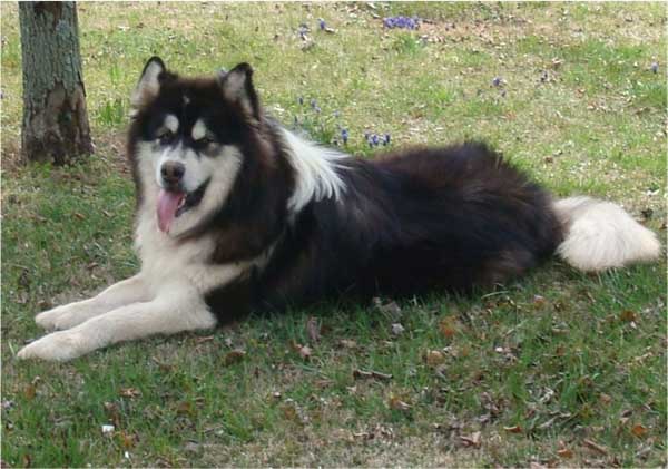 Hudsons Malamutes - Kohbi