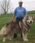 Hudsons Malamutes - Konan