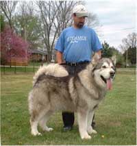 Hudsons Malamutes - Konan