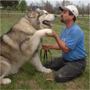 Hudsons Malamutes - Konan