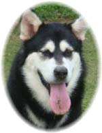 Hudsons Malamutes - Korah