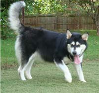 Hudsons Malamutes - Korah