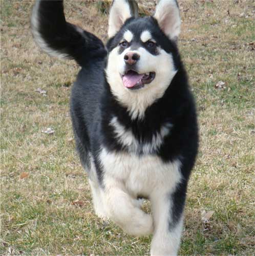 Hudsons Malamutes - Korah