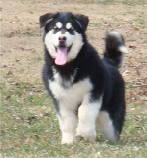 Hudsons Malamutes - Korah