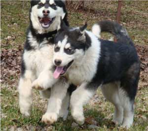 Hudsons Malamutes - Korah