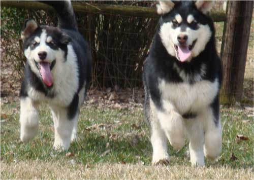 Hudsons Malamutes - Korah