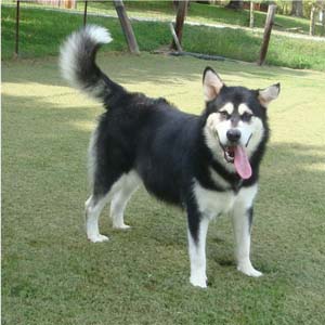 Hudsons Malamutes - Korah