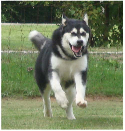 Hudsons Malamutes - Korah