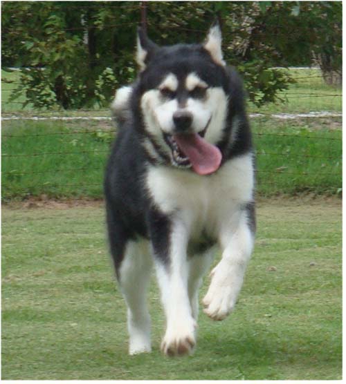 Hudsons Malamutes - Korah