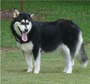 Hudsons Malamutes - Korah