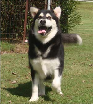 Hudsons Malamutes - Korah