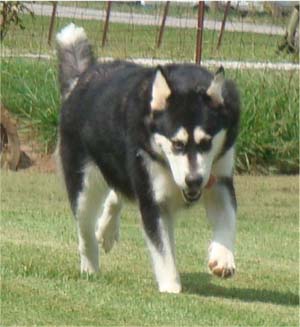 Hudsons Malamutes - Korah