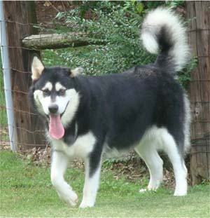 Hudsons Malamutes - Korah