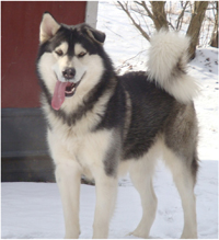 Hudsons Malamutes - Koren