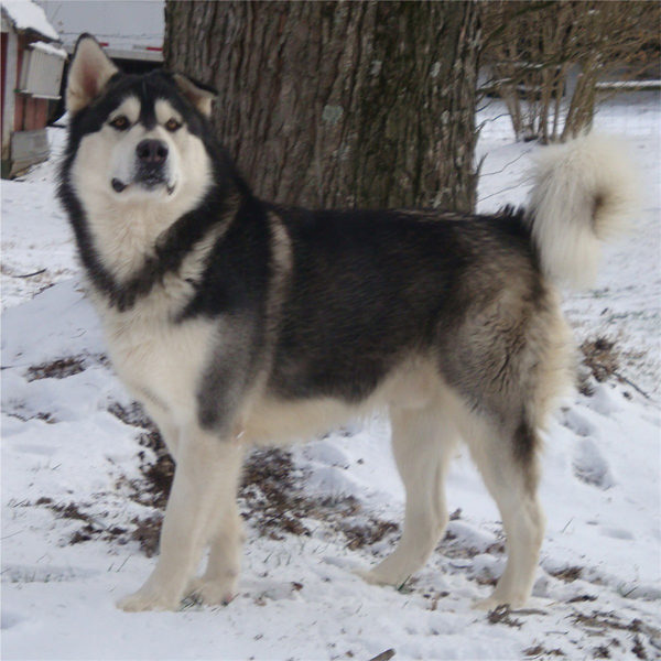 Hudsons Malamutes - Koren