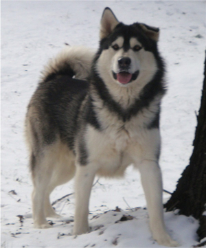 Hudsons Malamutes - Koren