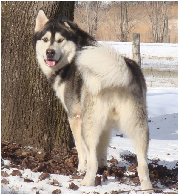 Hudsons Malamutes - Koren