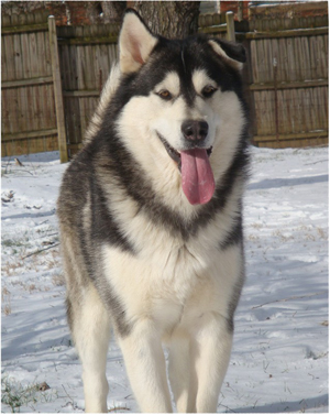 Hudsons Malamutes - Koren