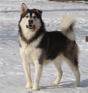 Hudsons Malamutes - Koren