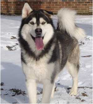 Hudsons Malamutes - Koren