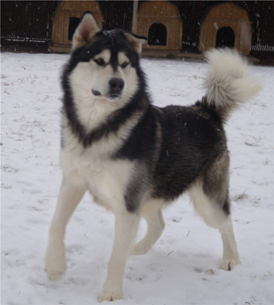 Hudsons Malamutes - Koren