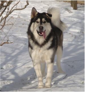 Hudsons Malamutes - Koren