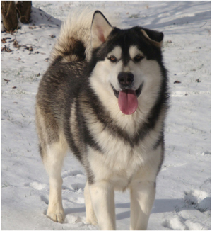 Hudsons Malamutes - Koren