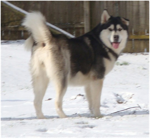 Hudsons Malamutes - Koren