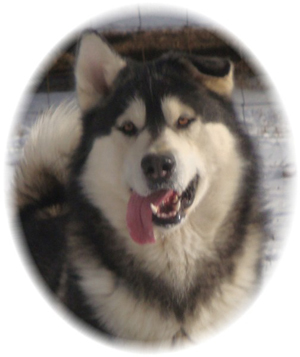 Hudsons Malamutes - Koren