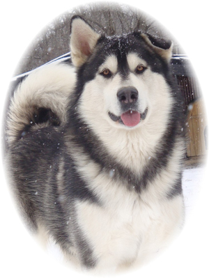 Hudsons Malamutes - Koren