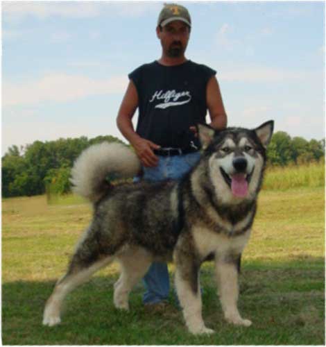 Hudsons Malamutes - Koyuk