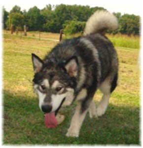 Hudsons Malamutes - Koyuk