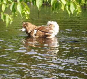 Hudsons Malamutes - Kozei