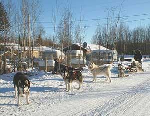 Hudsons Malamutes - KuBear relatives 