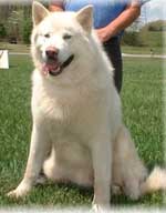 Hudsons Malamutes - KuBear