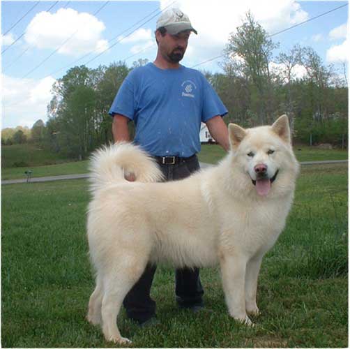 Hudsons Malamutes - KuBear